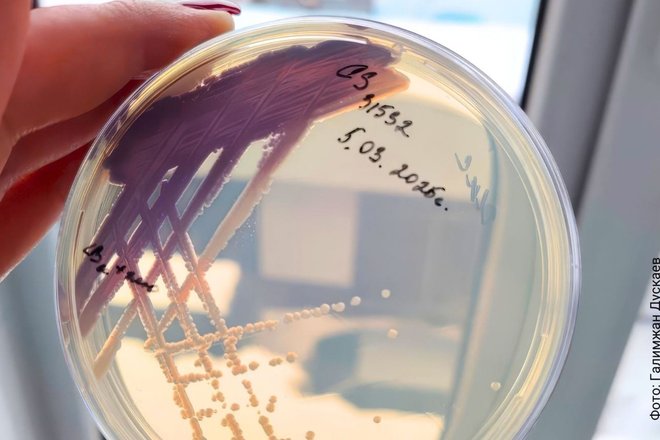Культура бактерий Chromobacterium subtsugae в чашке Петри Культура бактерий Chromobacterium subtsugae в чашке Петри