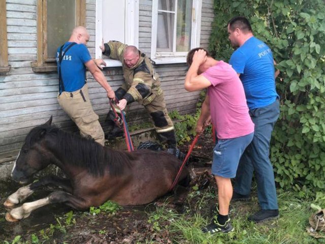 Под Тверью спасли лошадь, провалившуюся в колодец