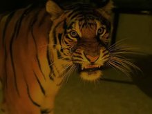 Кадр из Во власти тигра