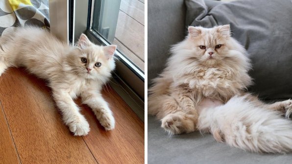 До/после: 15 котят, которые выросли в больших котов