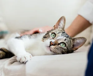 Кошка на диване