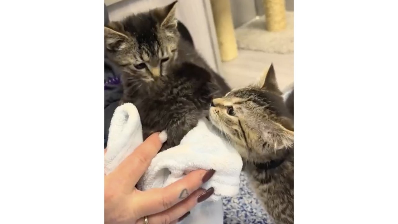 Котенок поменьше и котята побольше Котенок поменьше и котята побольше