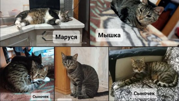 10 кошек остались в пустой квартире после переезда хозяйки