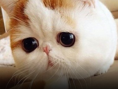 Плакать кошки точно не могут, потому что от природы у них нет такой способности. Жидкость в глазах предназначена для предохранения роговой оболочки глаз от пересыхания. Источник: @cats_of_day_ (https://www.instagram.com/p/B0vi4bBAENV/)
