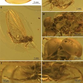 На первом фото – Calliarcys antiquus в янтаре, на втором – рентгеновское изображение насекомого, на третьем – детальная модель особи после микро-КТ. Фото: Nature