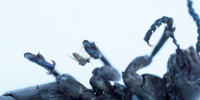 На ножке масличного жука сидит мокрец (Atrichopogon edemerarum). Мошку привлекает кантаридин, защитное вещество, которое выделяет жук даже после того, как он умер. Поэтому исследователи использовали жуков в качестве приманки во время полевых работ. Фото: Elisabeth Stur, NTNU University Museum
