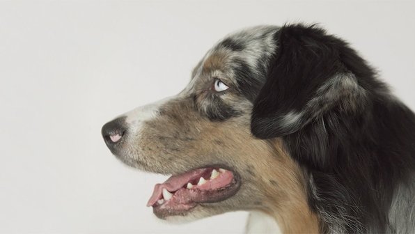 Видео: как правильно стричь собаке когти
