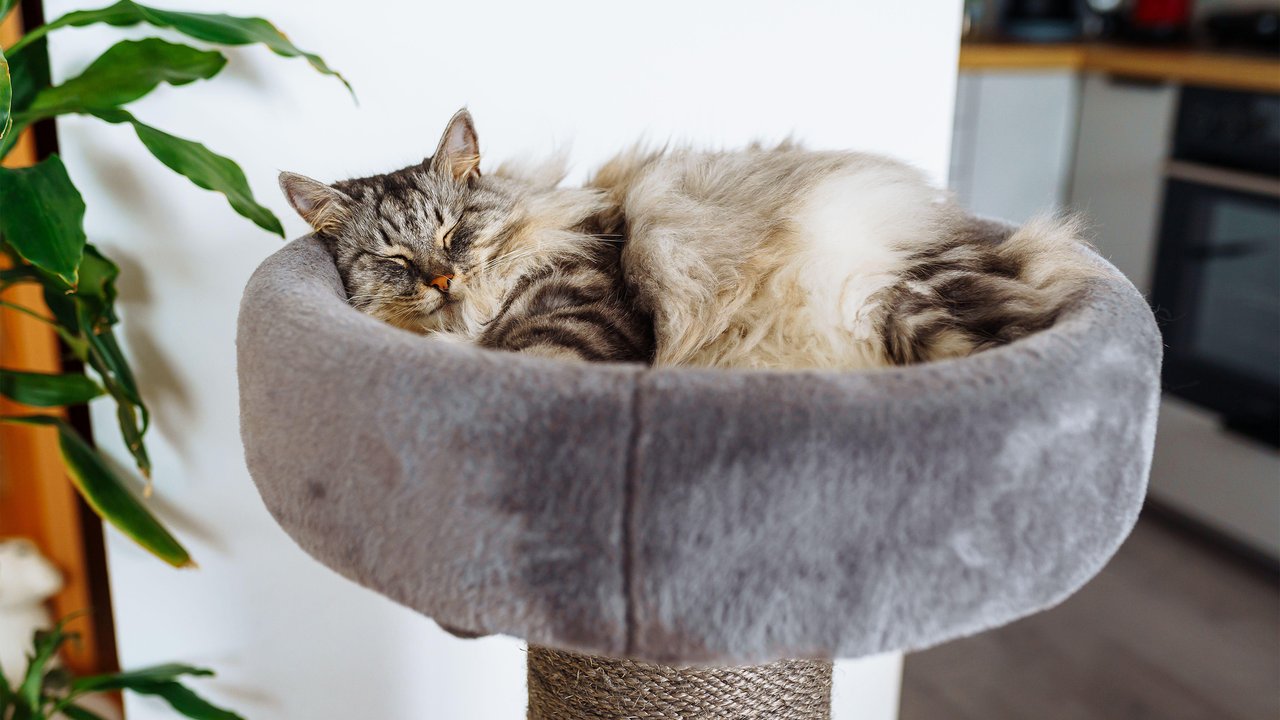 Кошка отдыхает на лежанке Кошка отдыхает на лежанке
