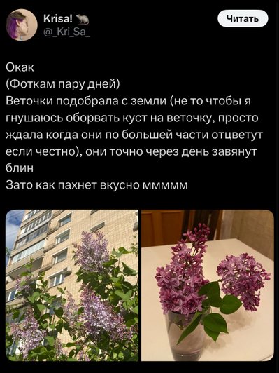 Пост в социальной сети, где пользователей описивает, как сорвал сирень на улице и как она его радует. Пост начинается со слов «Окак». Пост в социальной сети, где пользователей описивает, как сорвал сирень на улице и как она его радует. Пост начинается со слов «Окак».