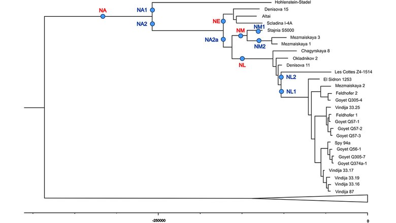 Филогенетическое дерево, связывающее неандертальца Мезмайская-3 с другими митохондриальными геномами