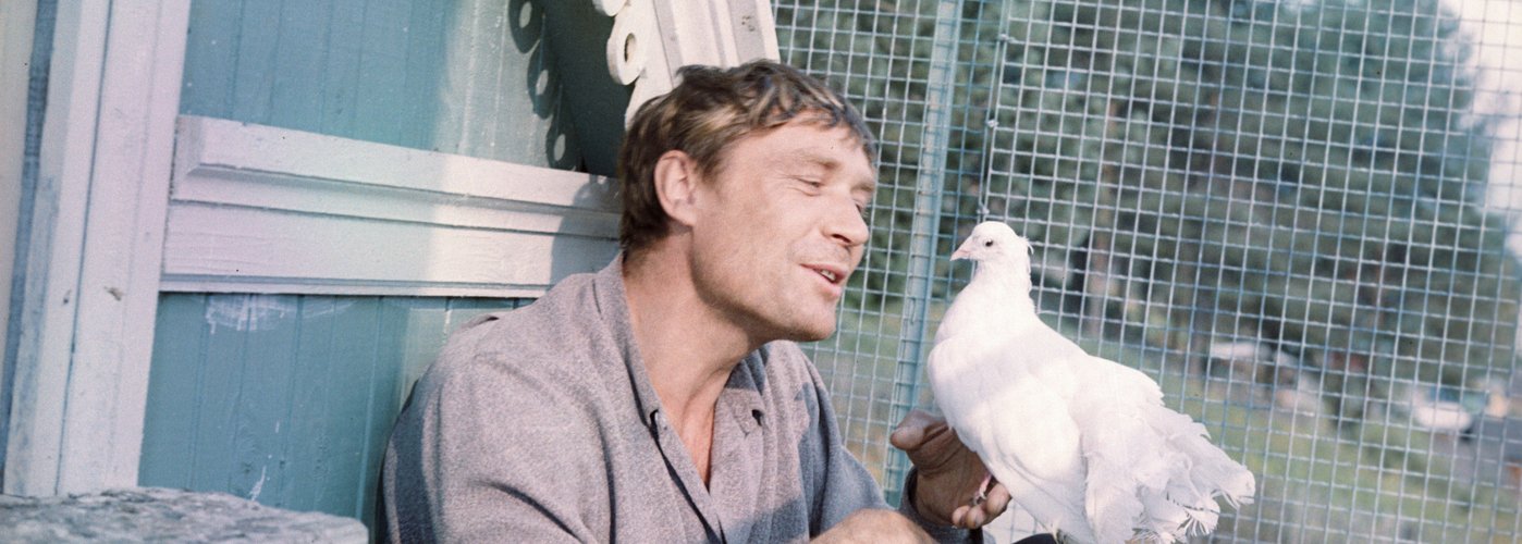 Кадр из фильма «Любовь и голуби»