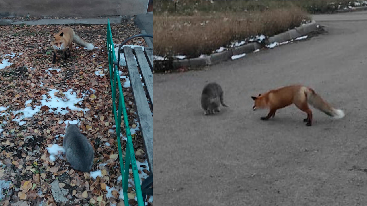 В Башкирии засняли встречу кота и дикой лисы