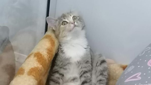 Спасенный под Тулой котенок-ждун рассмешил Сеть