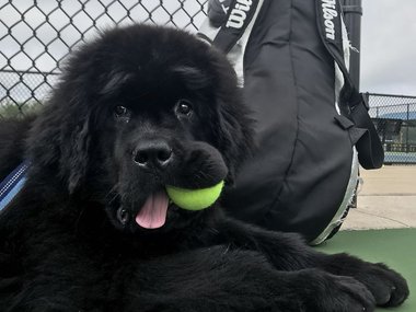 «Где мячик?» Источник: @mozman68 (https://www.reddit.com/r/aww/comments/8obhnm/ollie_likes_to_come_to_tennis_practice_and_help/)