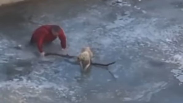 Житель Алматы спас собаку, застрявшую во льду