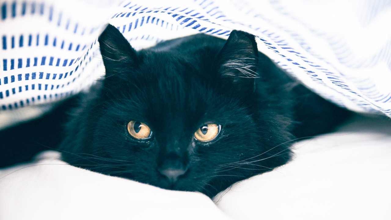 Черная кошка лежит