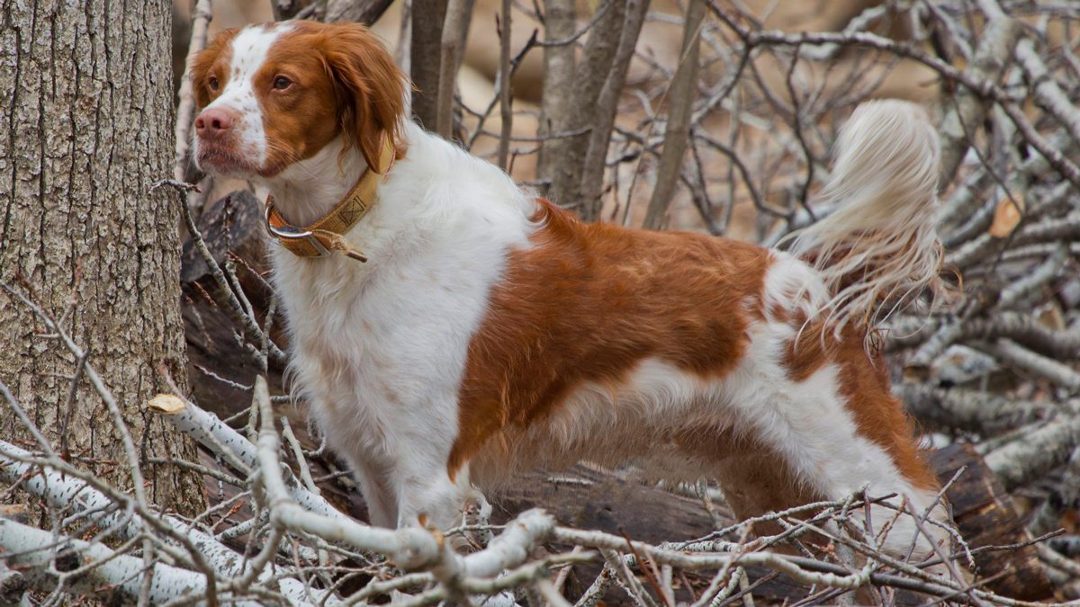 Бретонский эпаньол - описание породы собак: характер, особенности  поведения, размер, отзывы и фото - Питомцы Mail.ru