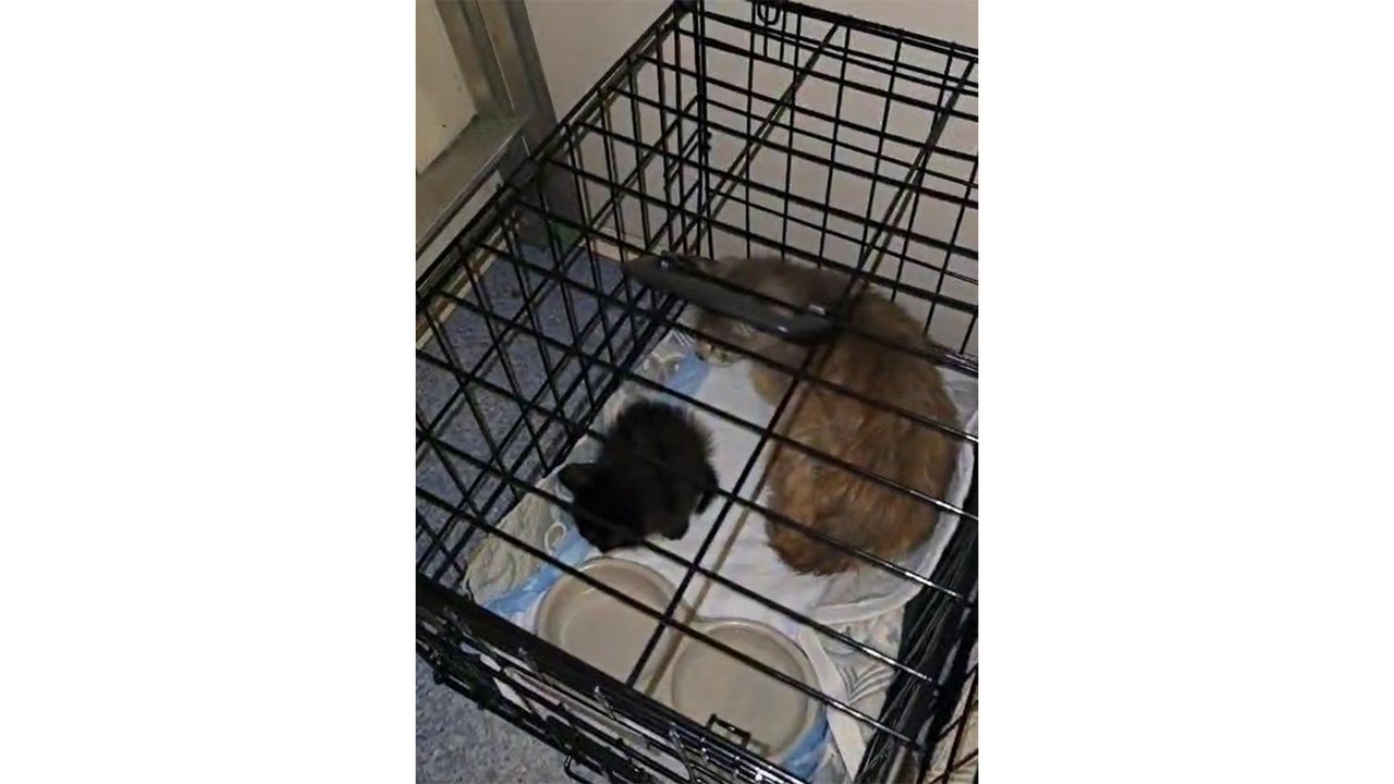 Котенок в клетке Котенок в клетке