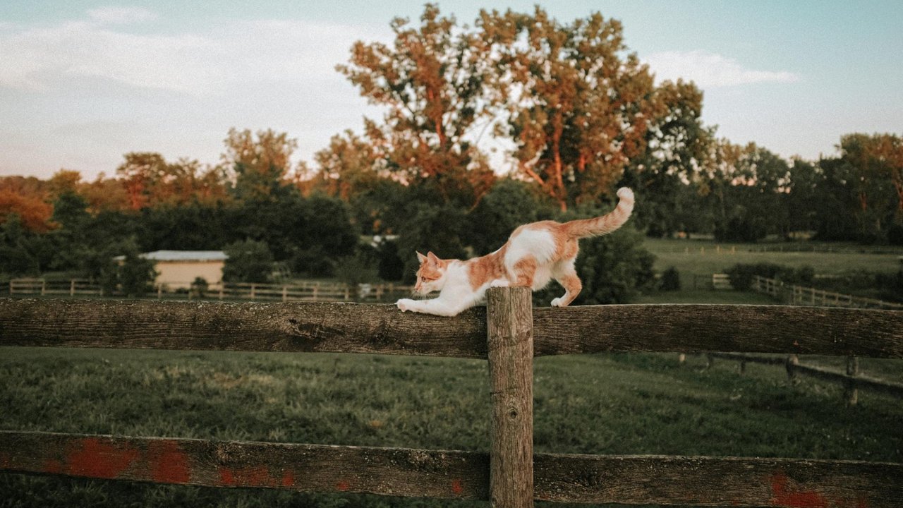 Кошка на заборе Кошка на заборе