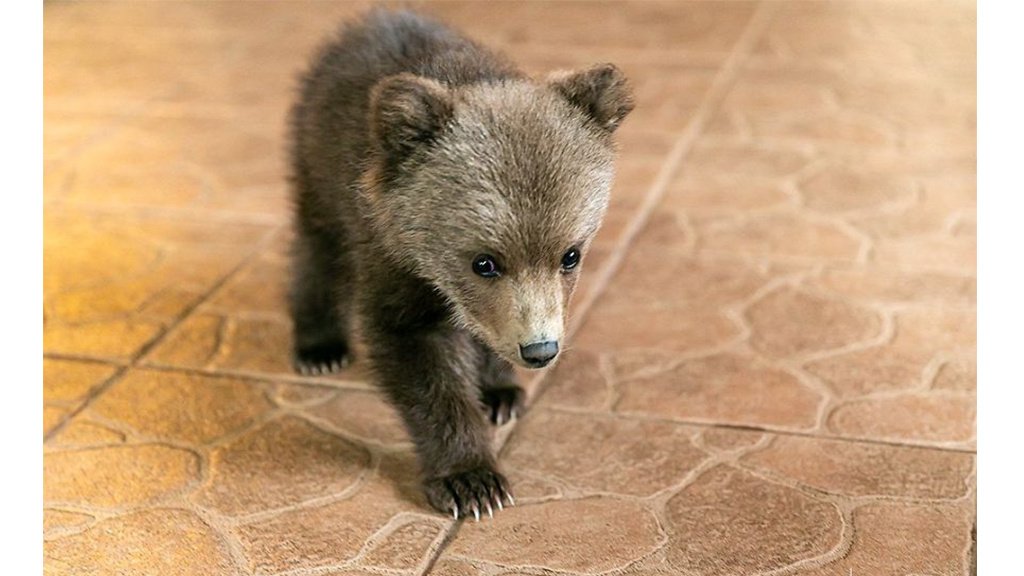 Российские медведи терроризируют север Беларуси - Animal.by