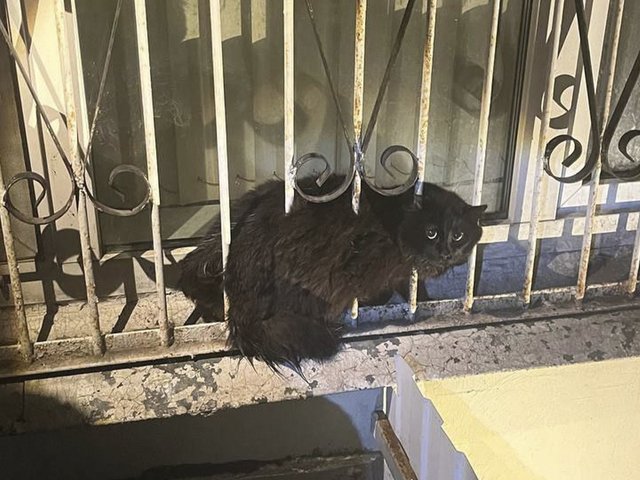 В Москве спасли кота-парашютиста, застрявшего в решетке