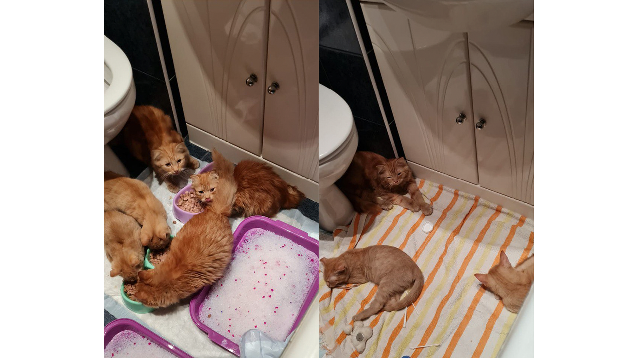 Москвички организовали в ванной временный кошачий детсад