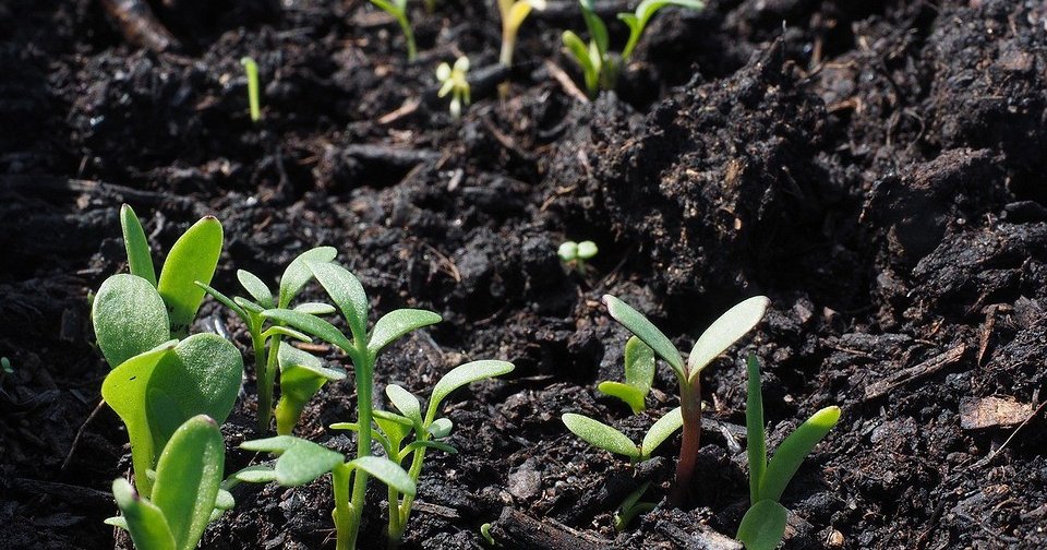 Как повысить плодородие почвы: 5 безопасных способов