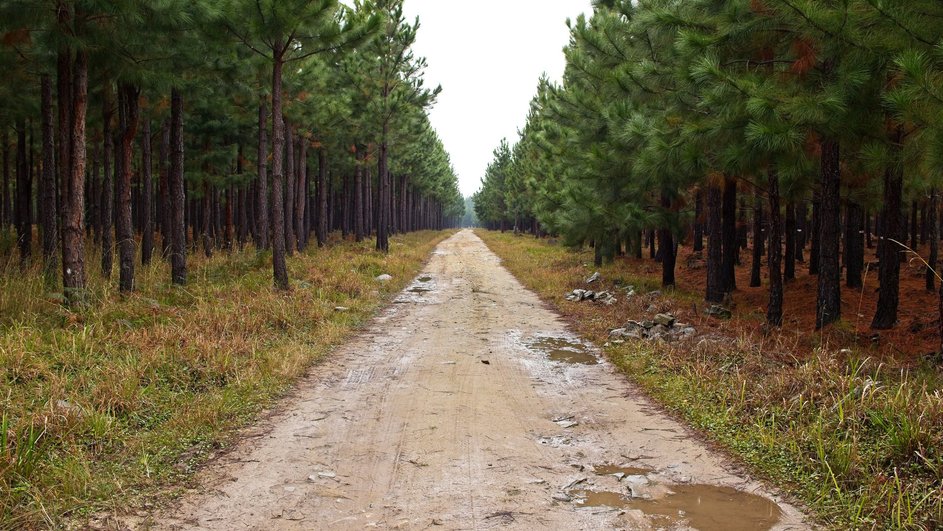 Лесные дороги в России