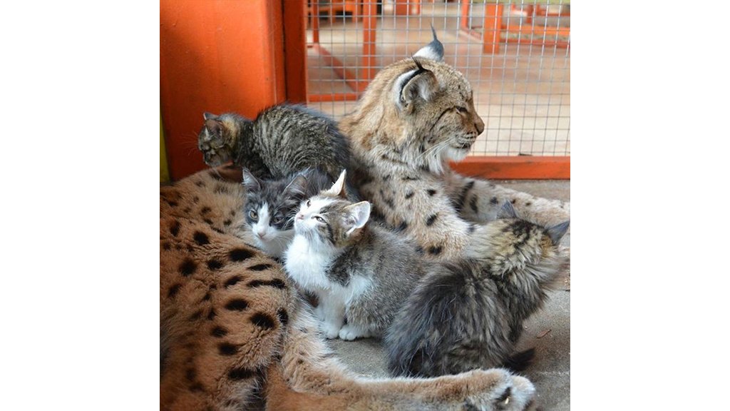 Фото Котят Похожих На Рысь