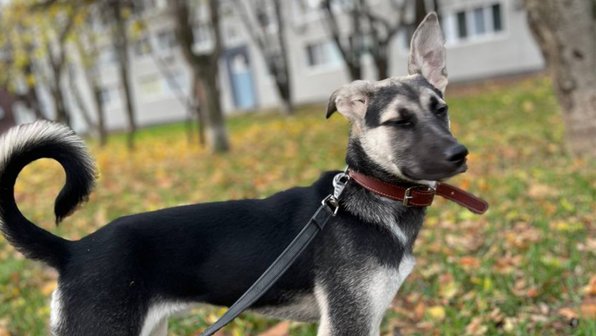 В Москве собаку отдают в приют из-за отъезда хозяйки из страны