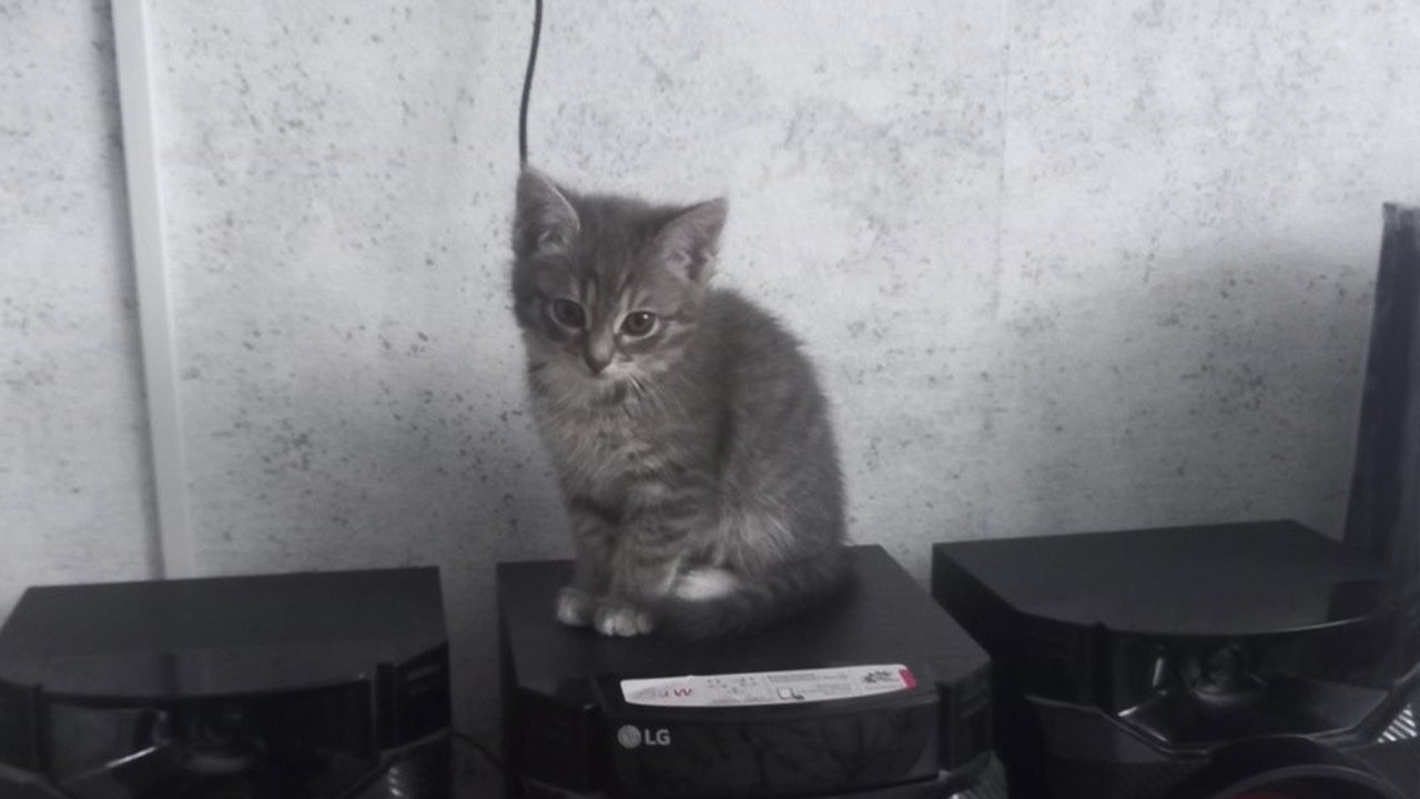 Котенок Йока Котенок Йока
