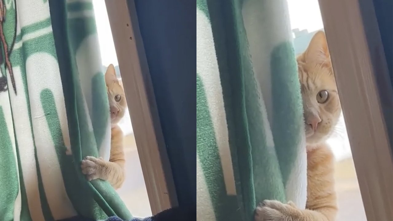 Кот-шпион Кот-шпион