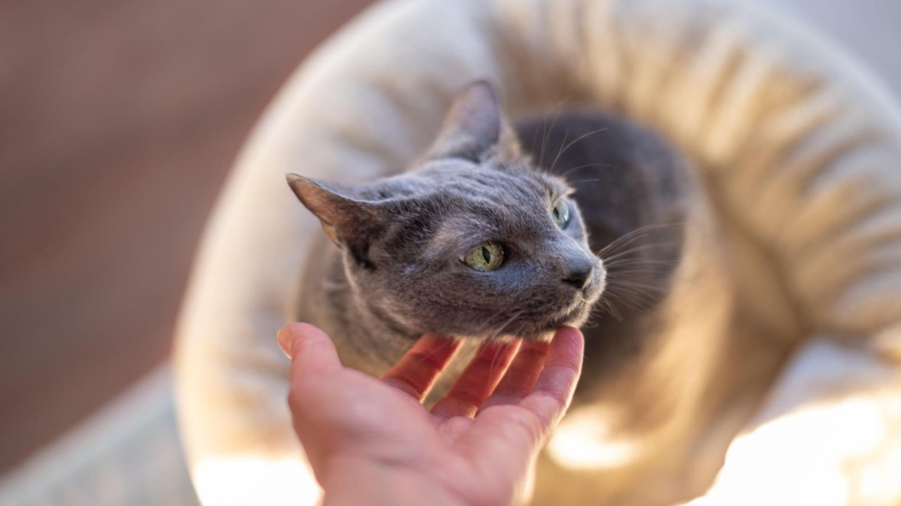 Кошка Кошка