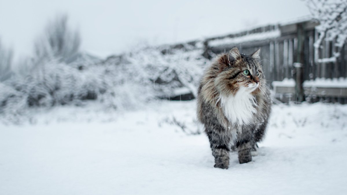 ТОП-10 пород кошек, похожих на рысь - Питомцы Mail.ru