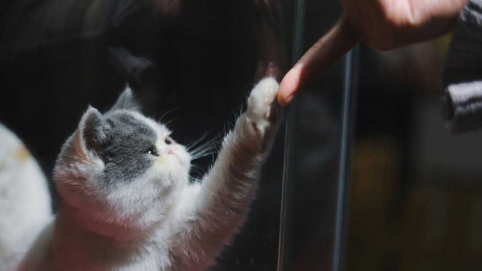 Маленькая умная кошка, которую обучает хозяин, протягивает ему лапу по команде, касаясь пальца Маленькая умная кошка, которую обучает хозяин, протягивает ему лапу по команде, касаясь пальца