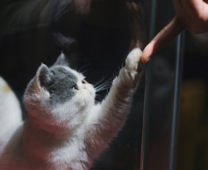 кошка играет