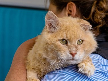 В Москве спасенный с улицы кот два месяца живет в клинике В Москве спасенный с улицы кот два месяца живет в клинике