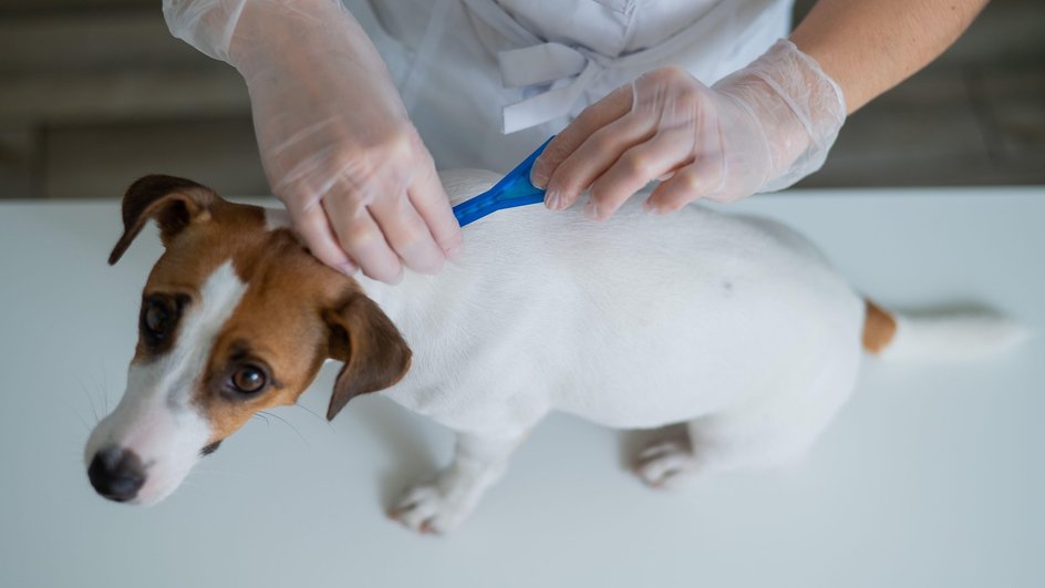 Ветеринар в перчатках и халате осматривает пса 