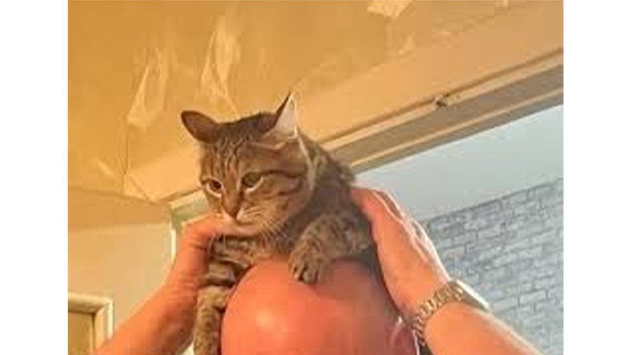 Кошка сбежала на трассе в Свердловской области Кошка сбежала на трассе в Свердловской области