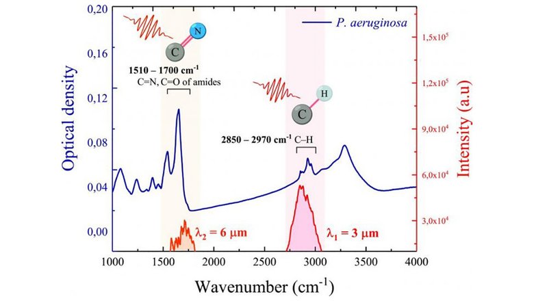 ИК-Фурье-спектр оптической плотности бактерий P. aeruginosa толщиной 1,5 мкм (левая ось) и спектры интенсивности лазерных импульсов с длиной волны 3 мкм и 6 мкм (правая ось)