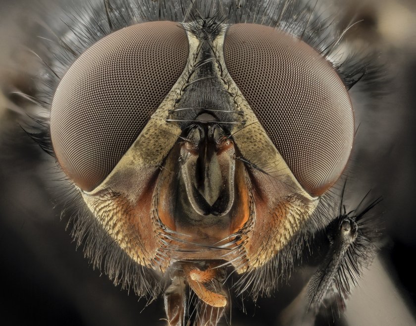 Плодовые мушки: как быстро избавиться от надоедливых насекомых