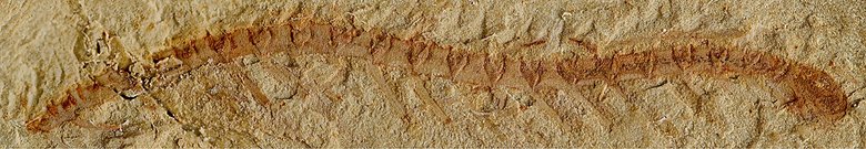 Окаменелого Cardiodictyon catenulum нашли в 1984 году в провинции Юньнань, Китай. На этом фото голова животного находится справа. Источник: Nicholas Strausfeld / University of Arizona