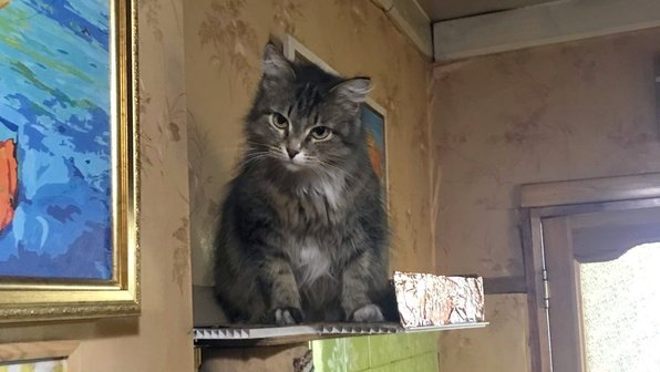 В Кировской области кошка спасла пожилых хозяев во время пожара