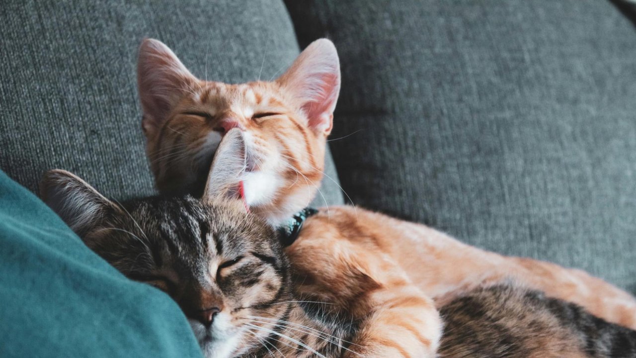 Котенок вылизывает сородича в знак любви