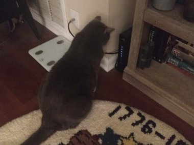 Чтобы сигнал Wi-Fi был лучше. Источник: https://www.reddit.com/r/catsvstechnology/comments/d9vc6t/bruce_the_cat_vs_router/