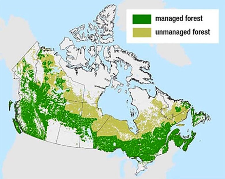 Зеленым цветом обозначена территория леса, данные по которой собрали канадские ученые. Фото: Natural Resources Canada