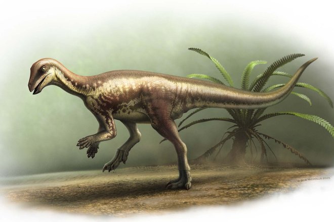 Enigmacursor mollyborthwickae Enigmacursor mollyborthwickae