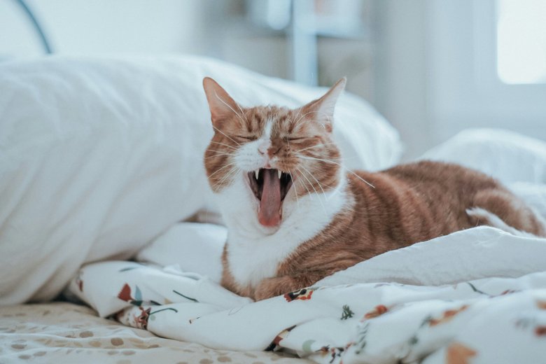 yawning