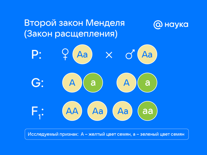 Инфографика, изображающая второй закон Менделя