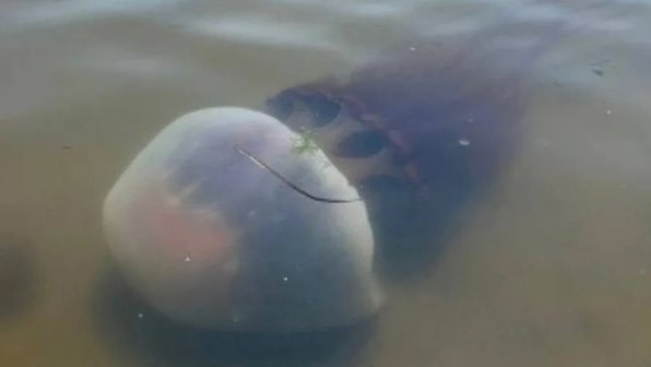 Во Владивостоке заметили аномально большую медузу